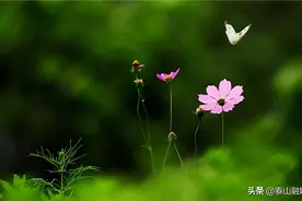 爱眼护眼很重要 中医中药有妙招图片