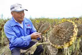 破“碱”生“金”，张北盐碱地治理育出千亩良田图片