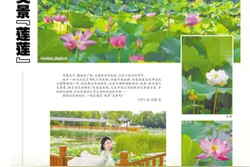 视觉｜夏日炎炎 美景“莲莲”图片