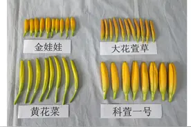 正大量上市，但可能让人中毒！医生提醒：无特效解药图片