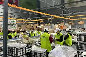 玉露香梨是如何走红的？图片
