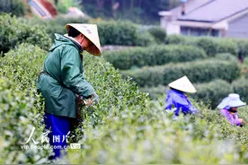 浙江杭州：明前茶采摘忙图片