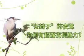 “长辫子”的夜鹭为何有超强夜视能力？图片