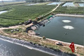 千城百县看中国｜山东定陶：水产养殖基地迎来金秋“第一捕”图片
