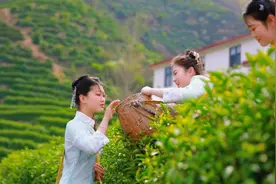 河南商城：茶农采摘忙图片