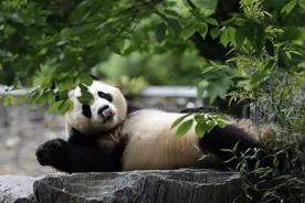 图集｜旅韩归国大熊猫“福宝”公开亮相图片