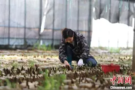 江西彭泽羊肚菌采摘忙图片