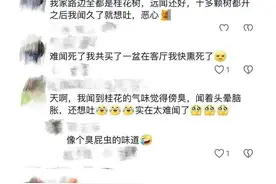 为什么桂花香，有人闻起来觉得臭？图片
