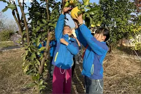 沁入心脾的甜！这群常山孩子采摘柚子，品尝到了劳动的甜图片