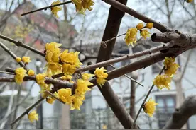 北京不少公园蜡梅绽放！市民打卡赏梅图片