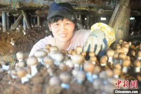 闽北“小菌菇”农业特色种植撑起乡村振兴“致富伞”图片