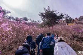 “走花路，上春山”！第二十届青岛大珠山杜鹃花会4月3日启幕图片