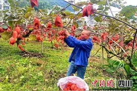 汶川三江：猕猴桃挂满枝头 果农田间忙采收图片