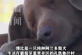31岁165天 世界最长寿狗博比去世图片