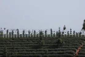 “镇”兴183丨护国镇：茶香四溢 产值过亿图片