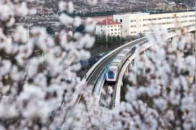 青岛：地铁穿行 花开灿烂图片