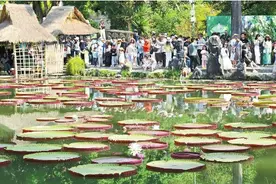 畅游“植物王国”图片