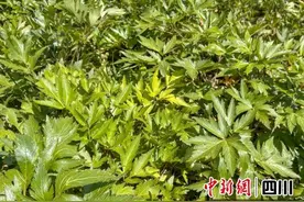 珙县：当归飘香地生金 “小草药”变“大产业”图片