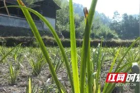 城步：“小药材”开出“致富花”图片