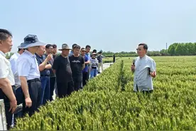 “穗头不大，产量不低”，麦收前，山农28号再受到关注图片
