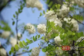 又闻槐花香，槐花虽美，但不可乱食图片