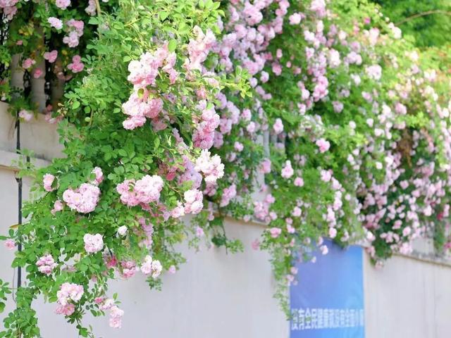 来溧水看“花花世界”