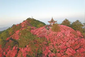 【摄影鉴赏】人间四月天 麻城看杜鹃图片