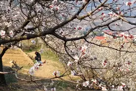 来青岛崂山北九水景区赏樱花图片