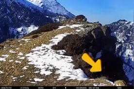雪豹在天山刨坑被全程录像图片