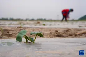 立夏将至农事忙图片