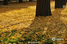 北京下了场金黄银杏雨图片