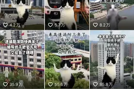 当00后“接管”了官方号：政务新媒体另类创新的活力与隐忧图片