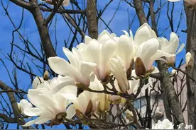 组图丨在青岛，有一种春天叫玉兰花开图片