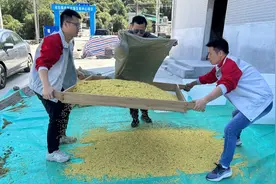 湖北咸安：一枝桂花撬动芳香产业图片