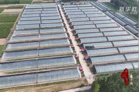 千城百县看中国 丨河北广宗：蟠桃飘香 农民致富图片