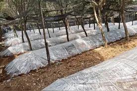 “菌中之王”来了！武汉桂花林下试种羊肚菌成功图片