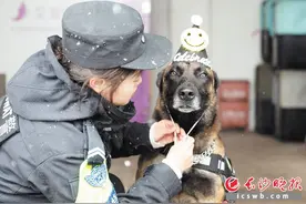 雪中曲 大雪中，有的忙着撒欢，有的忙着备战图片