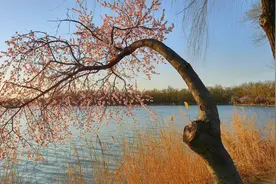 北京：桃花盛开春色好，阳光明媚醉游人图片