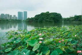 夏天，上新了丨长沙第一波荷花开了！快来月湖公园赏碧波靓影图片