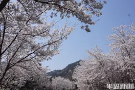 假期踏青赏春，看青岛的“花式宠粉”图片