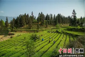 贵州沿河春茶全面开采图片