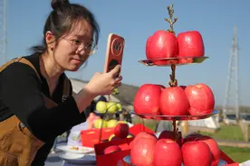 国产品种 洛宁苹果跑赢市场图片