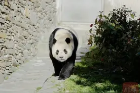 顶流明星，今日复出！图片