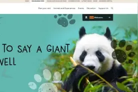 旅英大熊猫平安回国！曾在英国受到“摇滚明星般的欢迎”图片