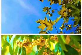 反向赏秋！同是江南水乡，这座小镇有着深藏不露的限定秋景！图片