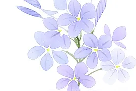 紫薇花盛放，这份姹紫嫣红的浪漫等你来邂逅→图片
