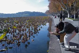 美如水墨画！西湖残荷迎来最佳观赏期图片