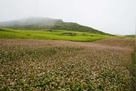 苦荞 | 峡河西流去图片