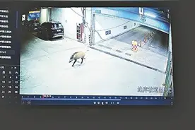 疑似野猪大摇大摆闯入西安一小区车库 待了48分钟后离开图片