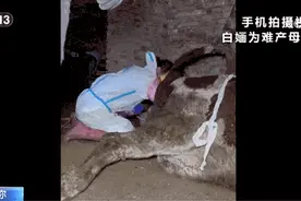 “穿得粉、治得准”！这位95后女兽医，牛！图片